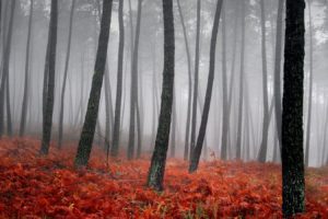 trees, Forests, Fog