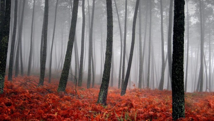 trees, Forests, Fog HD Wallpaper Desktop Background
