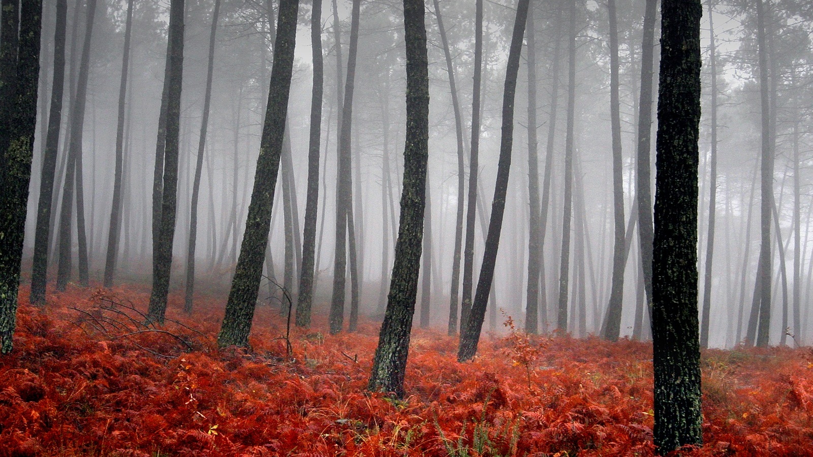 trees, Forests, Fog Wallpaper
