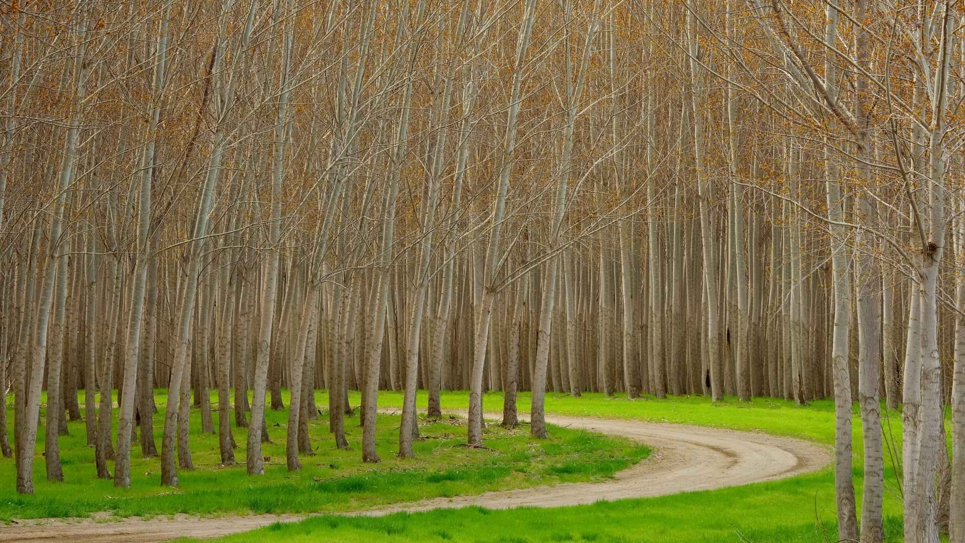 trees, Hybrid, Oregon Wallpaper