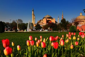 cityscapes, Tulips, Turkey, Hagia, Sophia, Istanbul, Cities, Mosques
