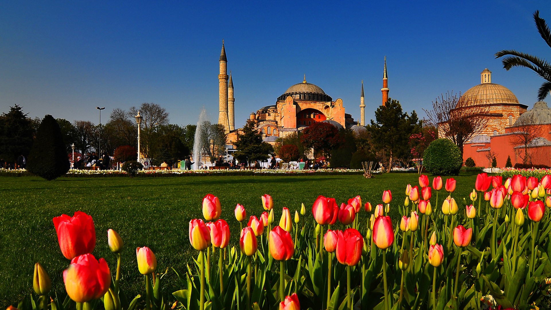 cityscapes, Tulips, Turkey, Hagia, Sophia, Istanbul, Cities, Mosques Wallpaper
