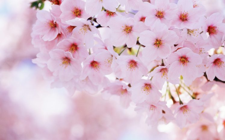 flowers, Blossoms, Macro HD Wallpaper Desktop Background