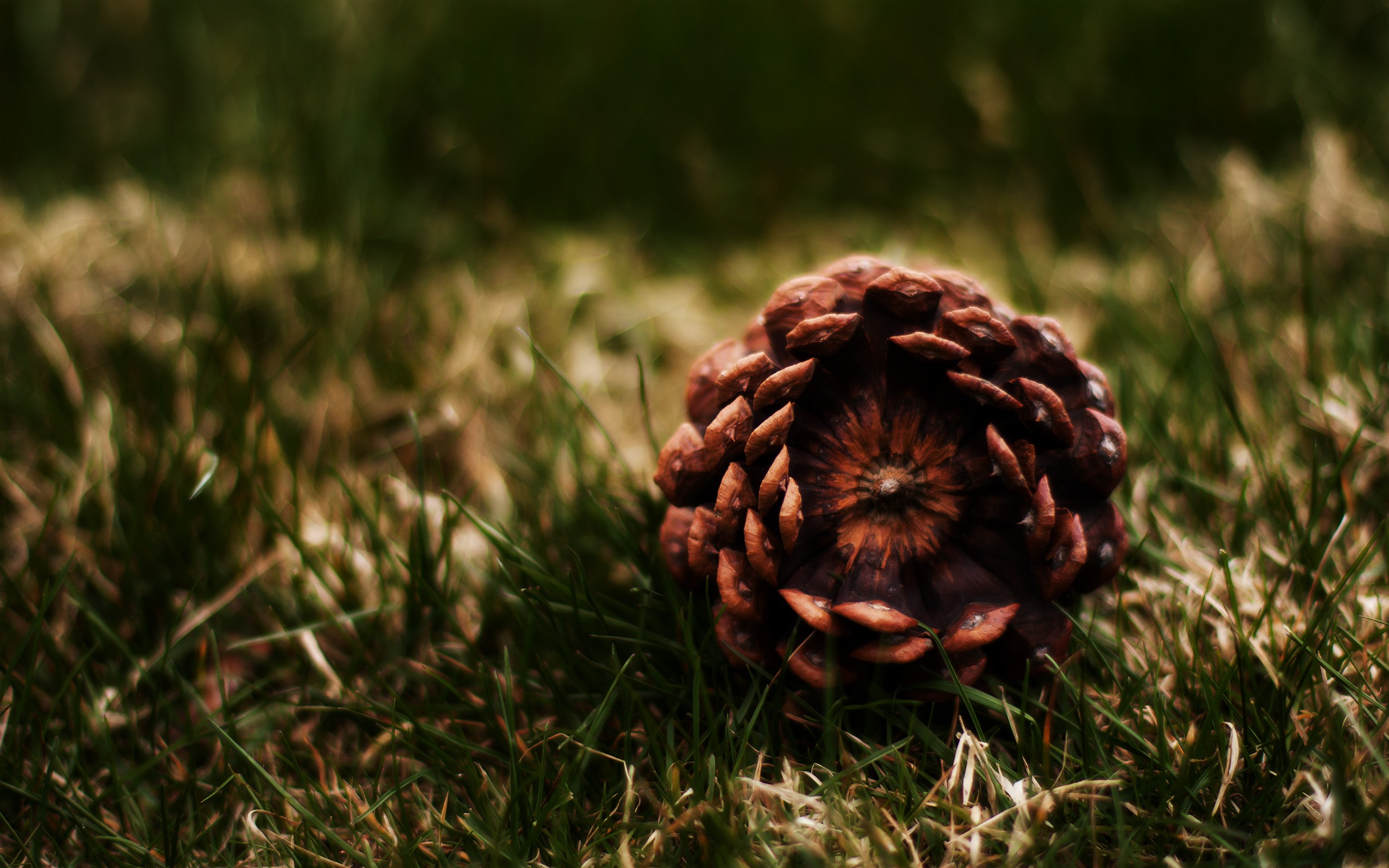 a, Fallen, Pine, Cone Wallpaper