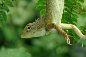 animals, Leaves, Hanging, Lizards, Reptiles
