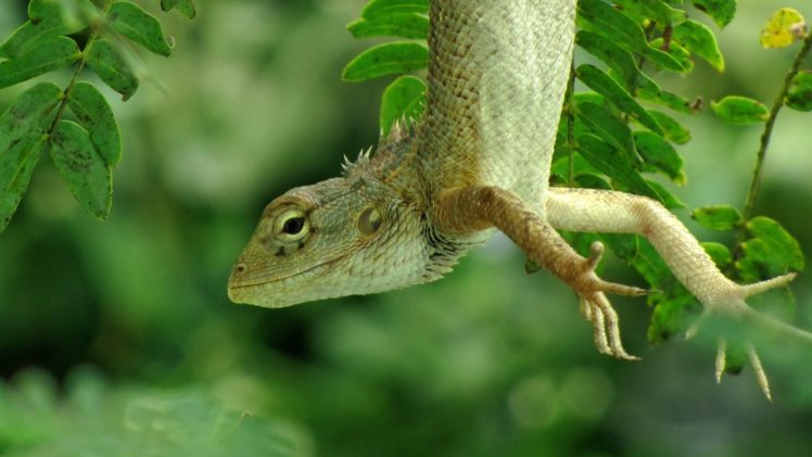 animals, Leaves, Hanging, Lizards, Reptiles HD Wallpaper Desktop Background