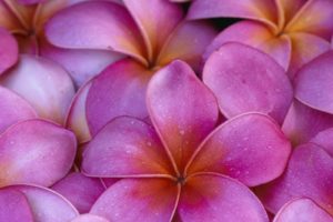 flowers, Hawaii, Pink, Flowers, Plumeria