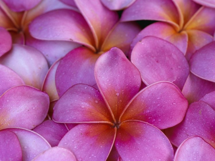 flowers, Hawaii, Pink, Flowers, Plumeria HD Wallpaper Desktop Background