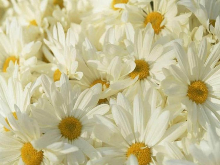 flowers, Daisy, White, Flowers HD Wallpaper Desktop Background
