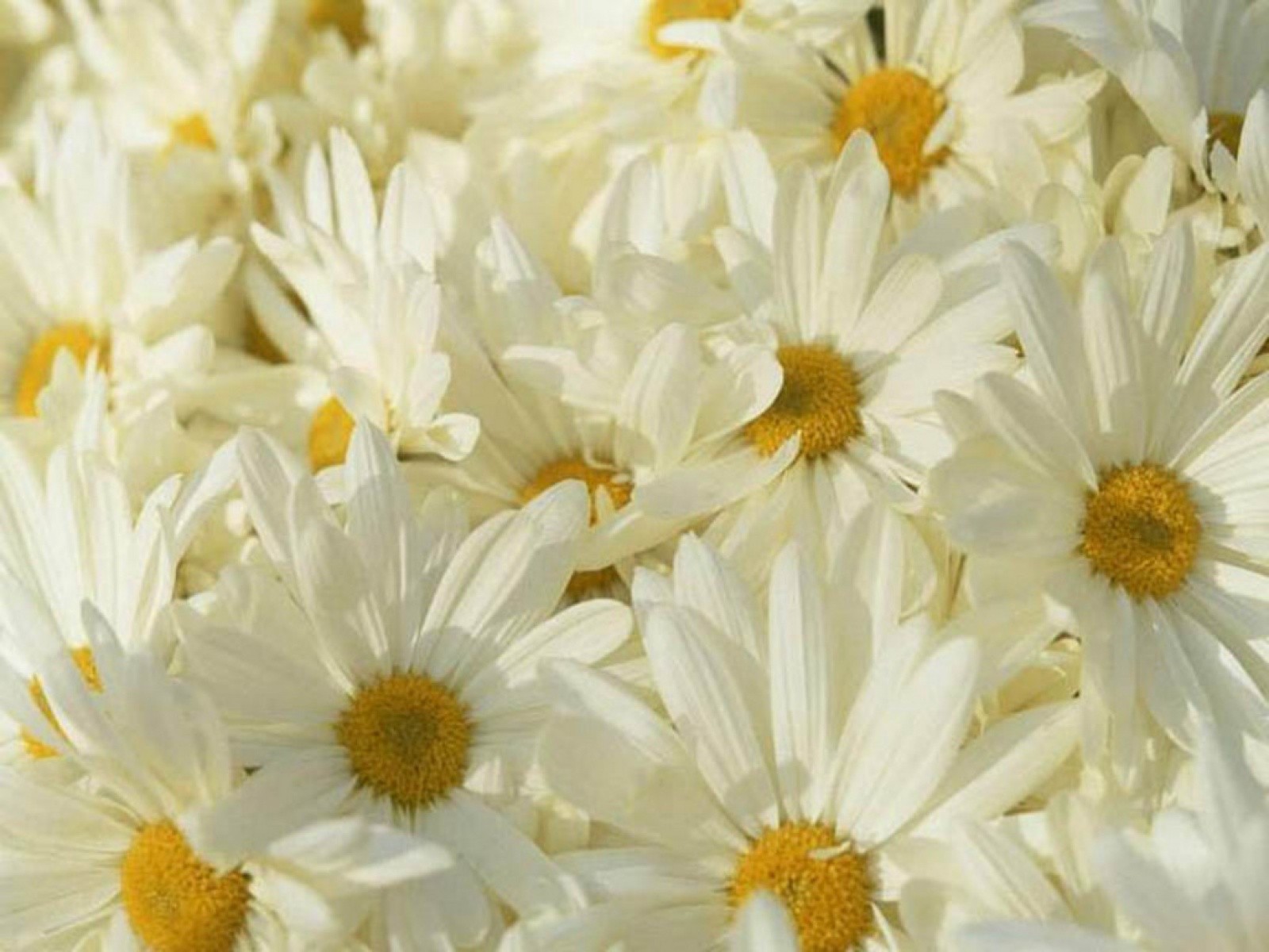 flowers, Daisy, White, Flowers Wallpaper