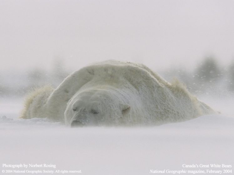 animals, National, Geographic, Polar, Bears HD Wallpaper Desktop Background