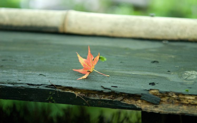 nature, Wood, Leaves HD Wallpaper Desktop Background