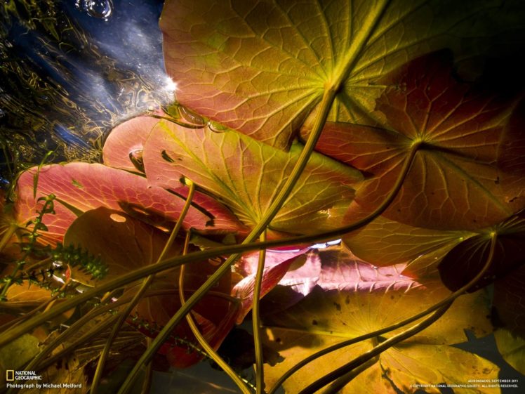 earth, Plants, National, Geographic, Lakes, Lily, Pads, Underwater HD Wallpaper Desktop Background
