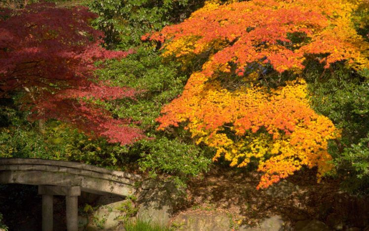 japan, Nature, Winter, Snow, Autumn, Garden HD Wallpaper Desktop Background