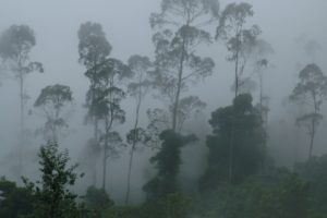 jungle, Mist