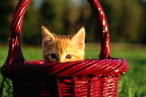 cats, Baskets