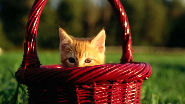 cats, Baskets HD Wallpaper Desktop Background