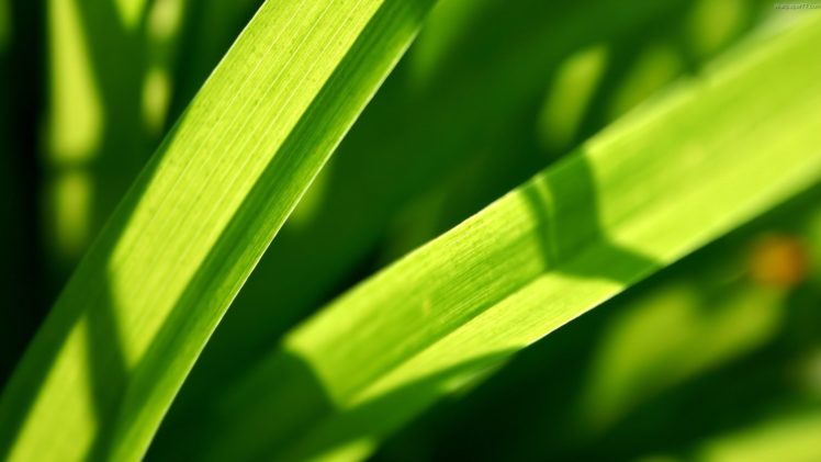 green, Nature, Grass, Plants, Macro HD Wallpaper Desktop Background