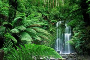 nature, Forests, Australia, Waterfalls, Victoria, Australia