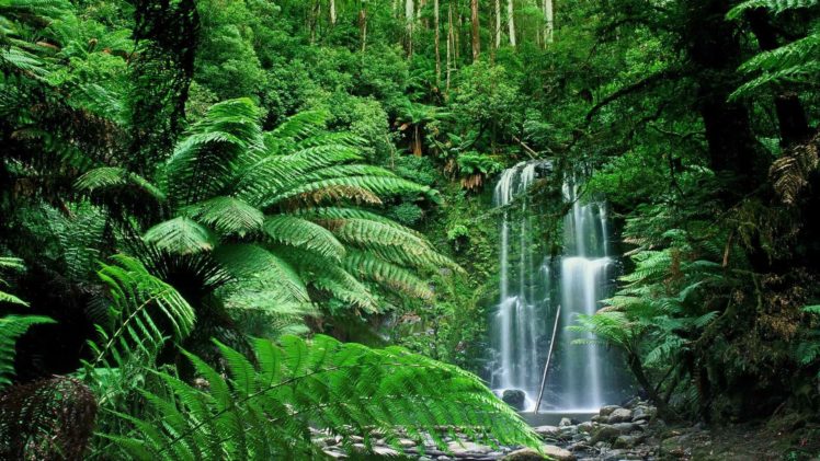 nature, Forests, Australia, Waterfalls, Victoria, Australia HD Wallpaper Desktop Background