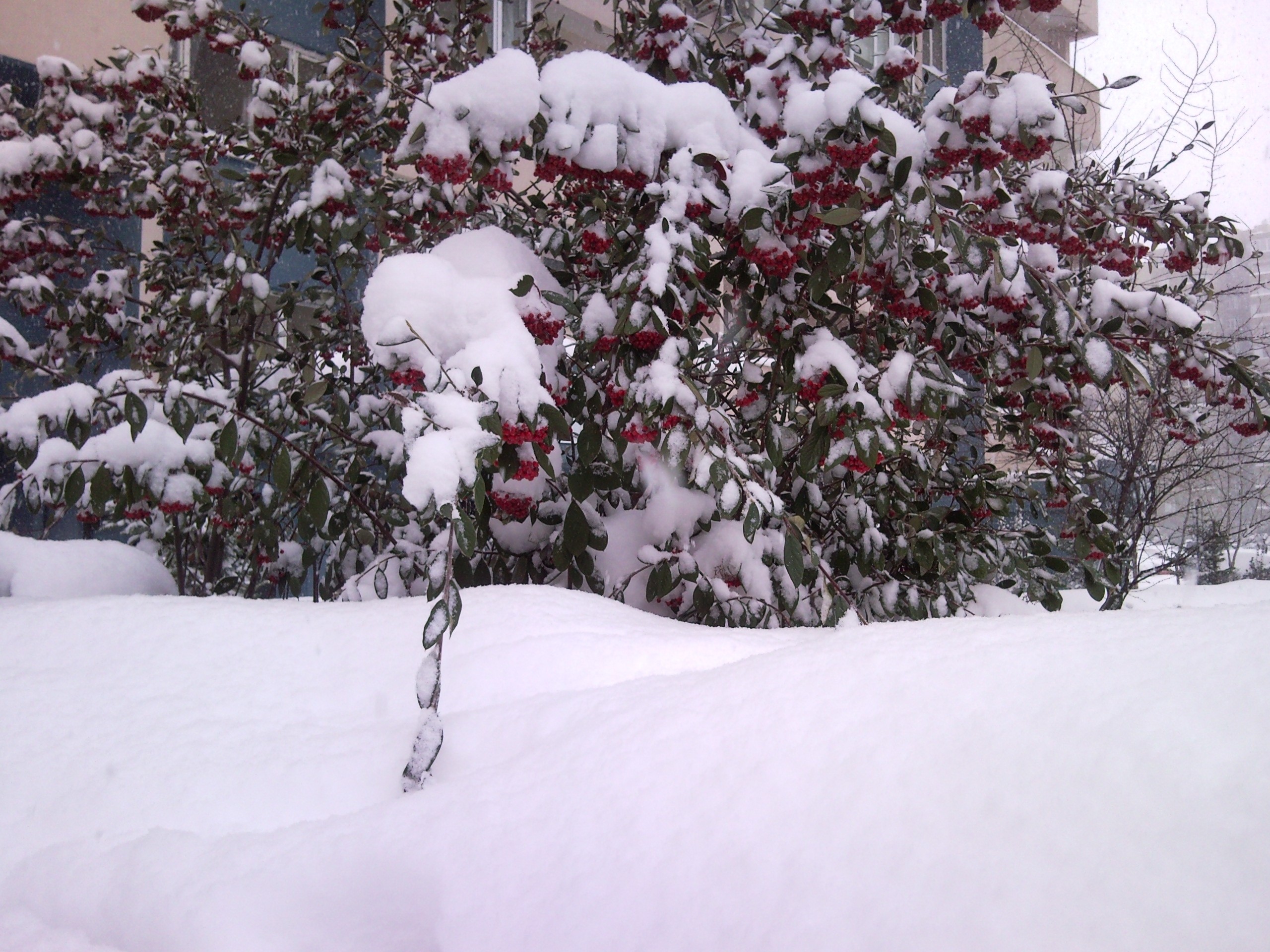 winter, Istanbul Wallpaper
