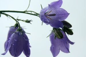 flowers, Water, Drops, White, Background, Purple, Flowers, Bougainvillea