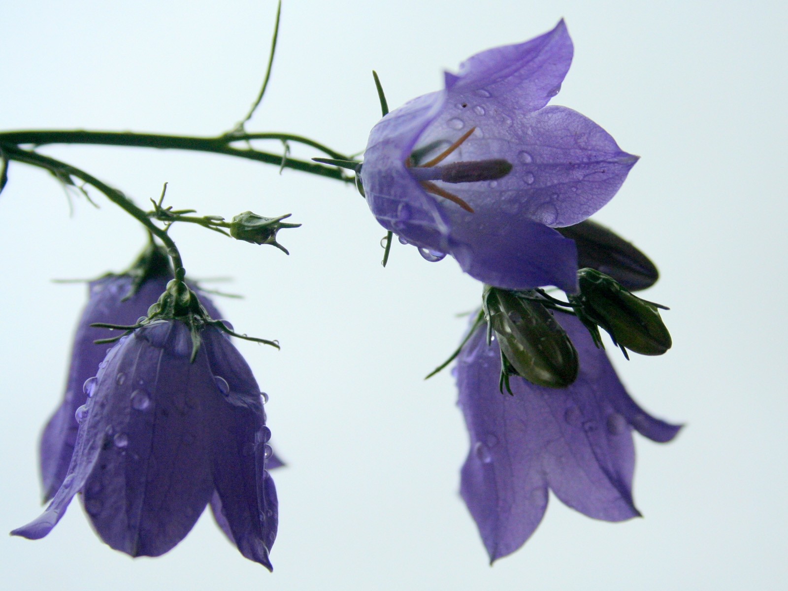 flowers, Water, Drops, White, Background, Purple, Flowers, Bougainvillea Wallpaper