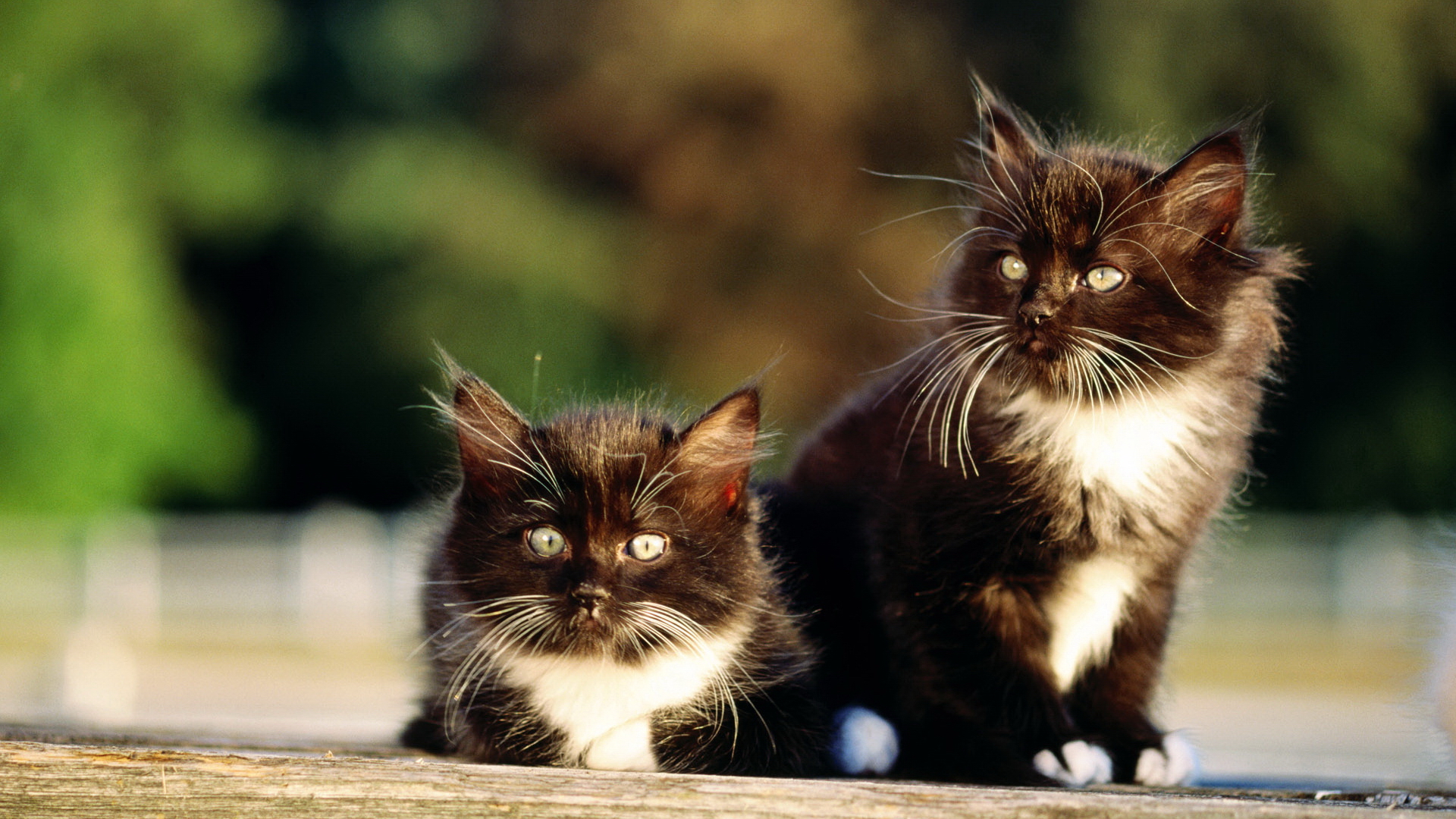 cats, Animals Wallpaper