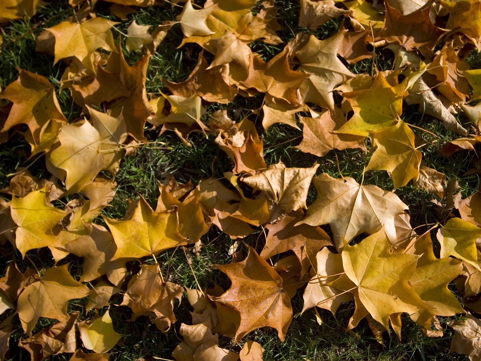 leaf Wallpaper