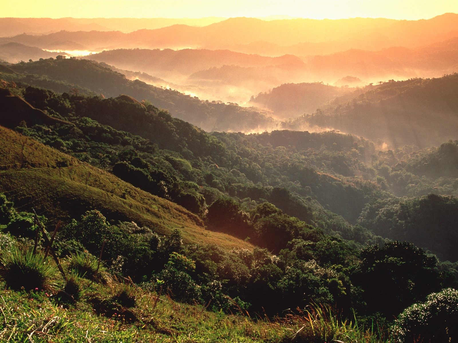 rainforest Wallpaper