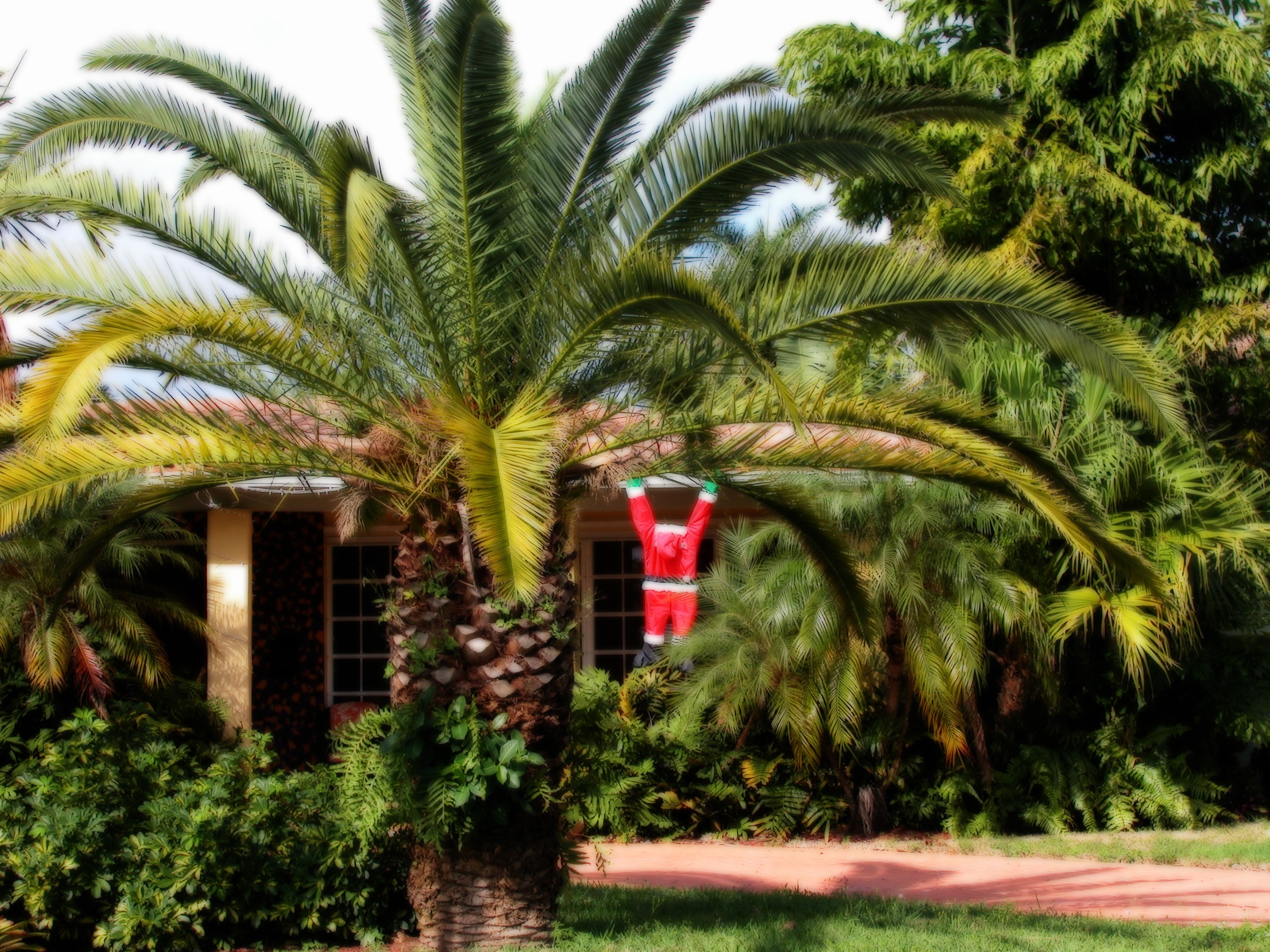 palm, Trees Wallpaper