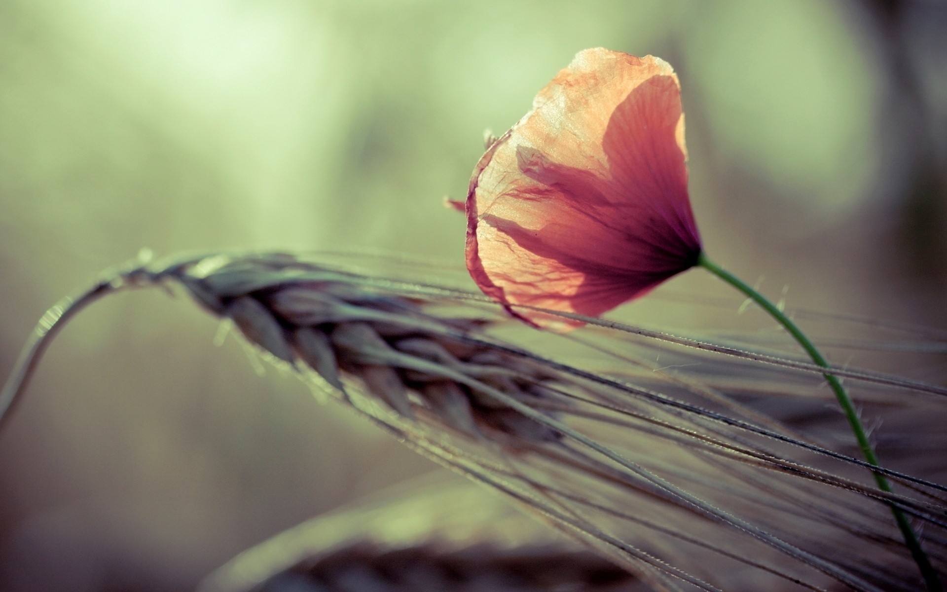 flowers Wallpaper