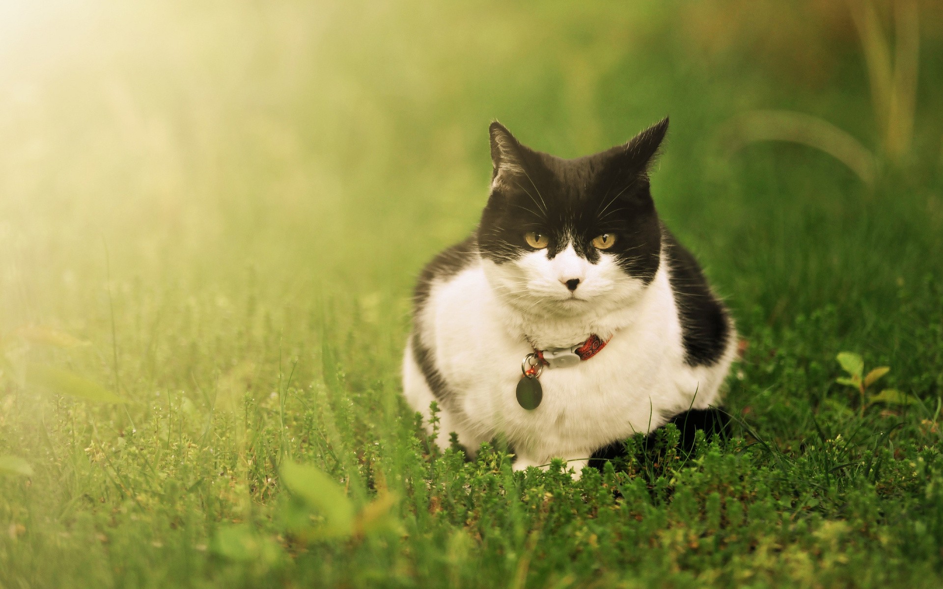 cats, Grass Wallpaper