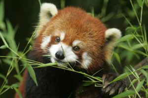 bamboo, Red, Pandas