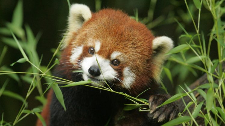 bamboo, Red, Pandas HD Wallpaper Desktop Background
