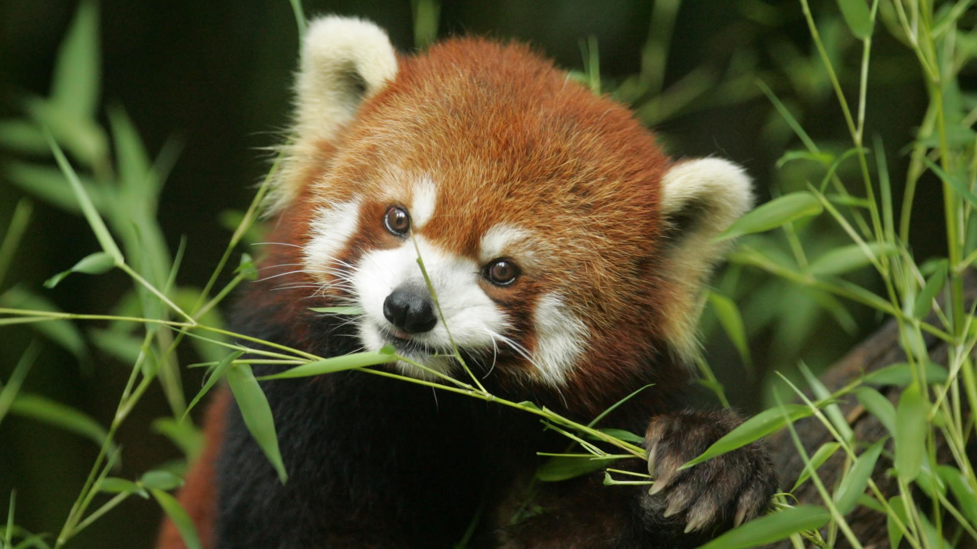 bamboo, Red, Pandas Wallpaper