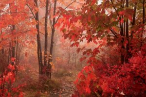 autumn, Parkway, Foliage, North, Carolina