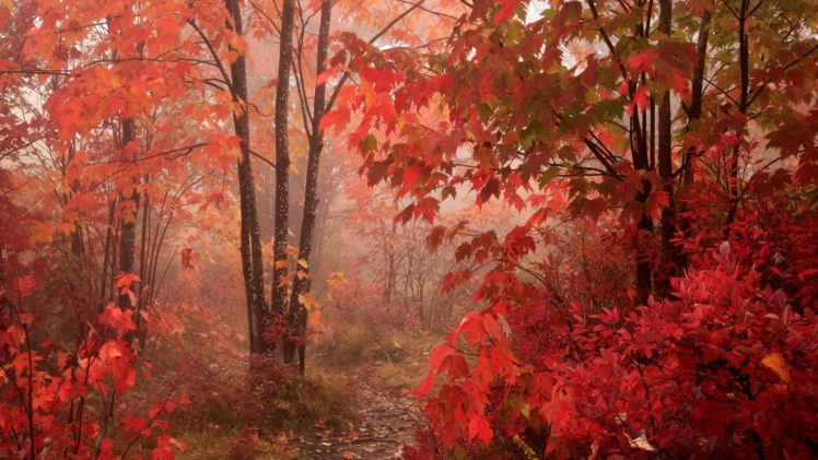 autumn, Parkway, Foliage, North, Carolina HD Wallpaper Desktop Background