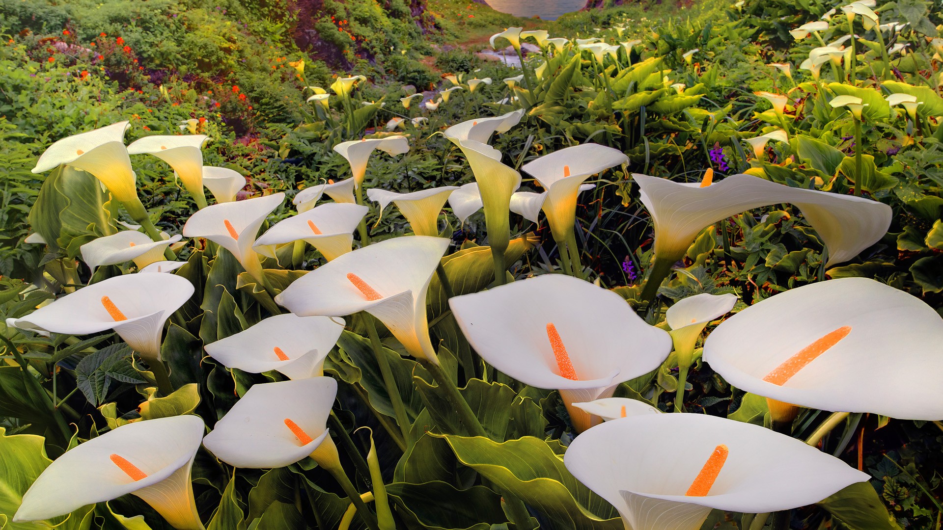 california, Parks, Lilies Wallpaper