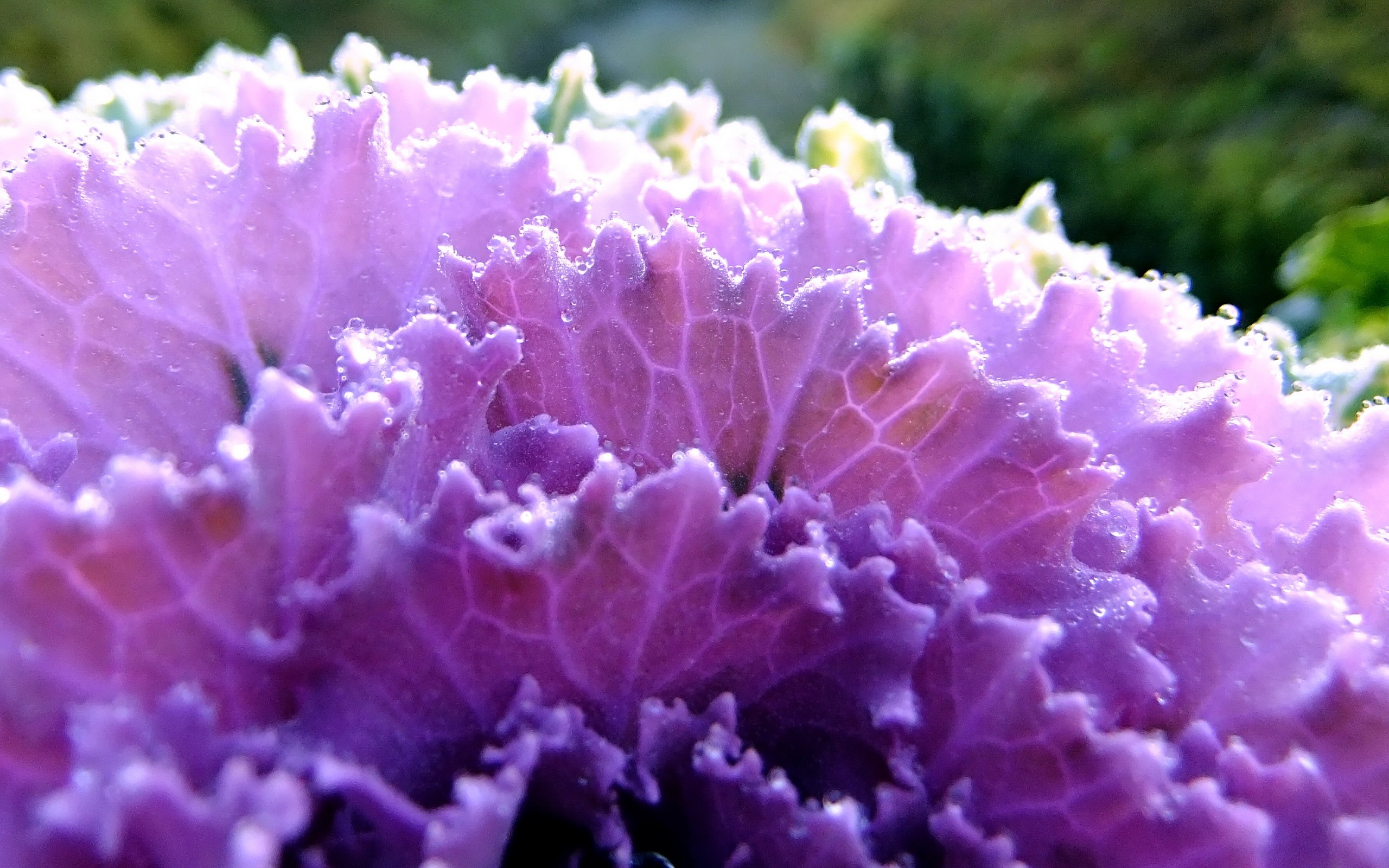 vegetables, Plants, Water, Drops, Cabbages Wallpaper