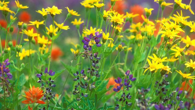 flowers, Flora, National, Park, Washington HD Wallpaper Desktop Background