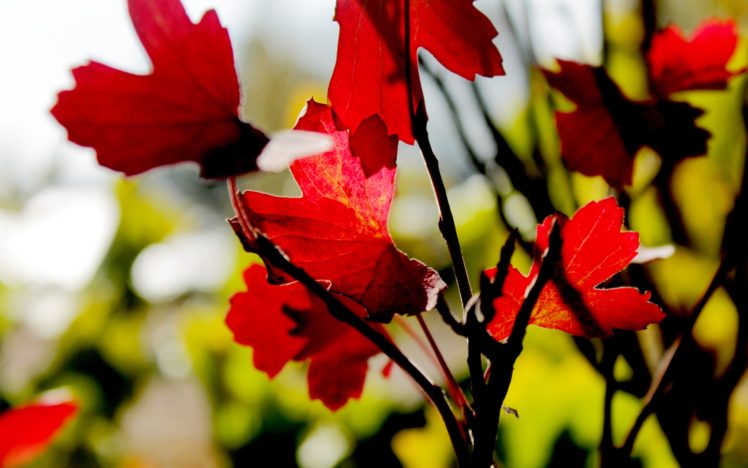 autumn, Leaves, Blurred, Background HD Wallpaper Desktop Background