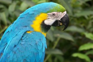 birds, Parrots, Macaw, Blue and yellow, Macaws