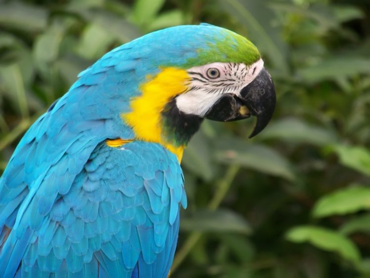birds, Parrots, Macaw, Blue and yellow, Macaws HD Wallpaper Desktop Background