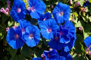 flowers, Blue, Flowers