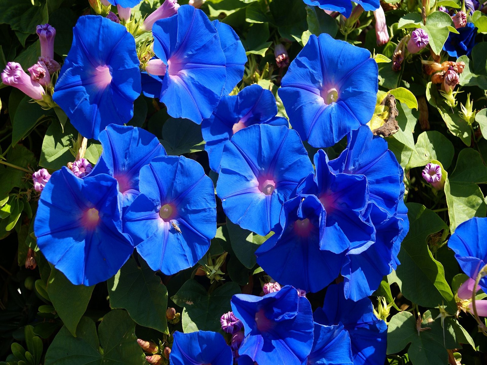 flowers, Blue, Flowers Wallpaper