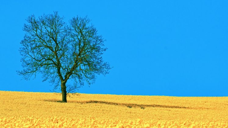 landscapes, Nature, Horizon, Trees, Blue, Skies, Lone, Tree HD Wallpaper Desktop Background