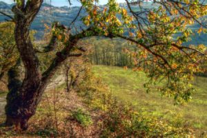 landscapes, Nature, Trees, Autumn, Leaves, Hdr, Photography