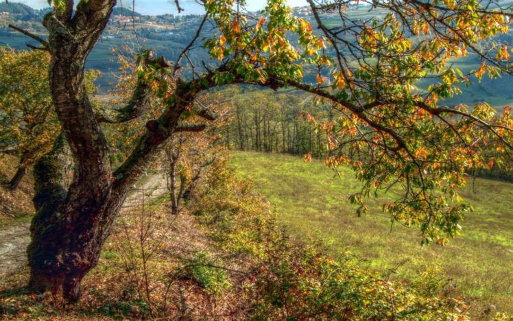 landscapes, Nature, Trees, Autumn, Leaves, Hdr, Photography HD Wallpaper Desktop Background