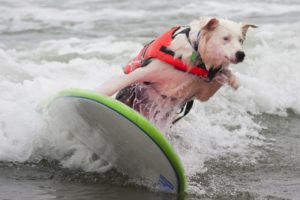 dog, Surfing